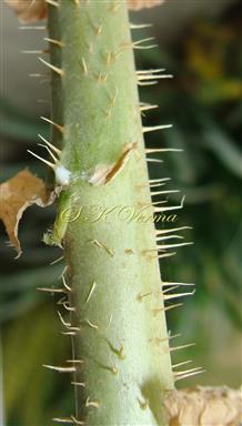  Stem ( basal part )-Prickly setose